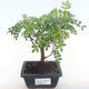 Indoor bonsai - Zantoxylum piperitum - pepper tree PB220102 - 1/5