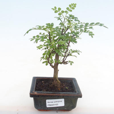 Indoor bonsai - Zantoxylum piperitum - pepper tree PB220103 - 1