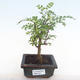 Indoor bonsai - Zantoxylum piperitum - pepper tree PB220103 - 1/5