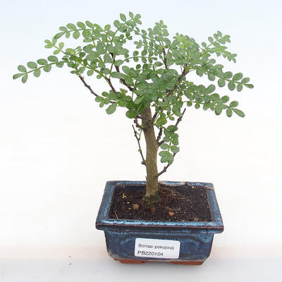 Indoor bonsai - Zantoxylum piperitum - pepper tree PB220104 - 1