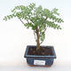 Indoor bonsai - Zantoxylum piperitum - pepper tree PB220104 - 1/5