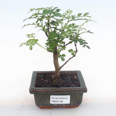 Indoor bonsai - Zantoxylum piperitum - pepper tree PB220106 - 1