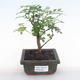Indoor bonsai - Zantoxylum piperitum - pepper tree PB220106 - 1/5