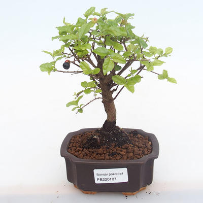 Indoor bonsai - Sagerécie thea - Sagerécie thea PB220107 - 1