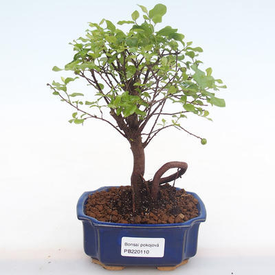 Indoor bonsai - Sagerécie thea - Sagerécie thea PB220110 - 1
