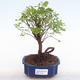 Indoor bonsai - Sagerécie thea - Sagerécie thea PB220110 - 1/4