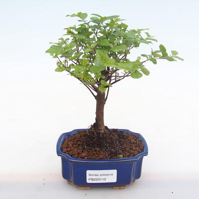 Indoor bonsai - Sagerécie thea - Sagerécie thea PB220112 - 1