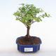 Indoor bonsai - Sagerécie thea - Sagerécie thea PB220112 - 1/4