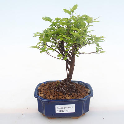 Indoor bonsai - Sagerécie thea - Sagerécie thea PB220113 - 1