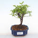 Indoor bonsai - Sagerécie thea - Sagerécie thea PB220113 - 1/4