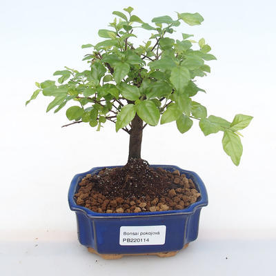 Indoor bonsai - Sagerécie thea - Sagerécie thea PB220114 - 1