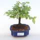 Indoor bonsai - Sagerécie thea - Sagerécie thea PB220114 - 1/4