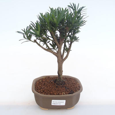 Indoor bonsai - Podocarpus - Stone yew PB220119 - 1