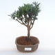 Indoor bonsai - Podocarpus - Stone yew PB220119 - 1/4