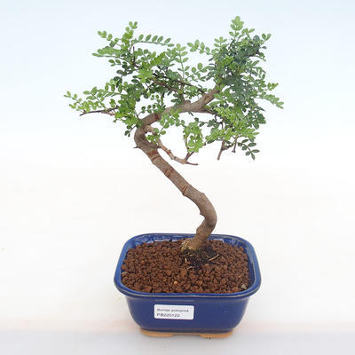 Indoor bonsai - Zantoxylum piperitum - Pepper tree PB220122 - 1
