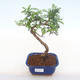 Indoor bonsai - Zantoxylum piperitum - Pepper tree PB220122 - 1/4