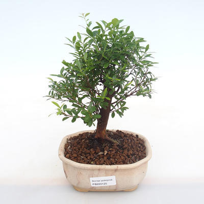 Indoor bonsai - Syzygium - Pimentovník PB220125 - 1