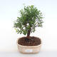Indoor bonsai - Syzygium - Pimentovník PB220125 - 1/3