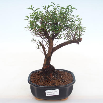 Indoor bonsai - Syzygium - Pimentovník PB220127 - 1