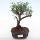Indoor bonsai - Syzygium - Pimentovník PB220127 - 1/3