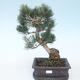 Pinus parviflora - Small Pine VB2020-127 - 1/3