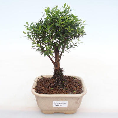 Indoor bonsai - Syzygium - Pimentovník PB220129 - 1