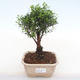 Indoor bonsai - Syzygium - Pimentovník PB220129 - 1/3