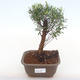 Indoor bonsai - Syzygium - Pimentovník PB220130 - 1/3