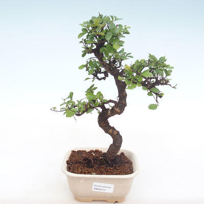 Indoor bonsai - Ulmus parvifolia - Small leaf elm PB220131 - 1