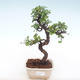 Indoor bonsai - Ulmus parvifolia - Small leaf elm PB220131 - 1/3