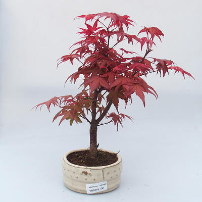Outdoor bonsai - Maple tree - Acer palmatum DESHOJO - 1