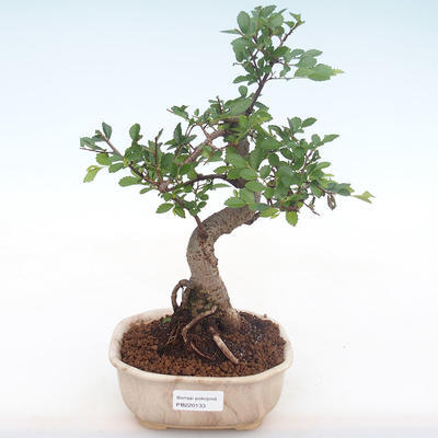 Indoor bonsai - Ulmus parvifolia - Small leaf elm PB220133 - 1