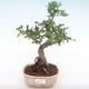 Indoor bonsai - Ulmus parvifolia - Small leaf elm PB220133 - 1/3