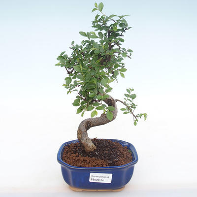 Indoor bonsai - Ulmus parvifolia - Small leaf elm PB220134 - 1