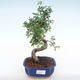 Indoor bonsai - Ulmus parvifolia - Small leaf elm PB220134 - 1/3