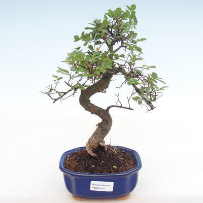Indoor bonsai - Ulmus parvifolia - Small leaf elm PB220137 - 1