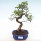 Indoor bonsai - Ulmus parvifolia - Small leaf elm PB220137 - 1/3