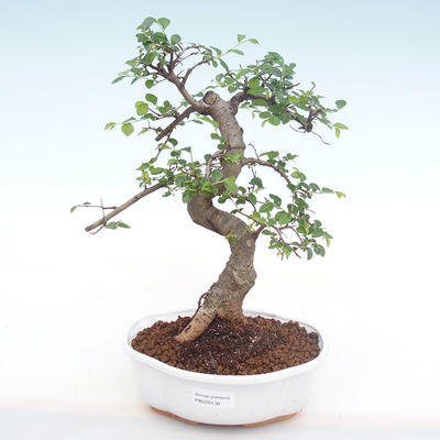Indoor bonsai - Ulmus parvifolia - Small leaf elm PB220138 - 1