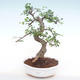 Indoor bonsai - Ulmus parvifolia - Small leaf elm PB220138 - 1/3
