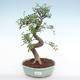 Indoor bonsai - Ulmus parvifolia - Small leaf elm PB220139 - 1/3