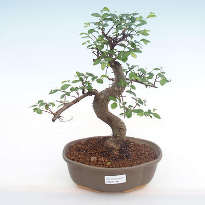 Indoor bonsai - Ulmus parvifolia - Small leaf elm PB220140 - 1