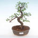 Indoor bonsai - Ulmus parvifolia - Small leaf elm PB220140 - 1/3