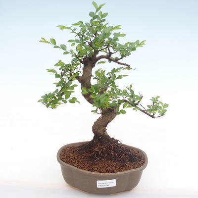 Indoor bonsai - Ulmus parvifolia - Small leaf elm PB220142 - 1