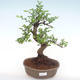 Indoor bonsai - Ulmus parvifolia - Small leaf elm PB220142 - 1/3