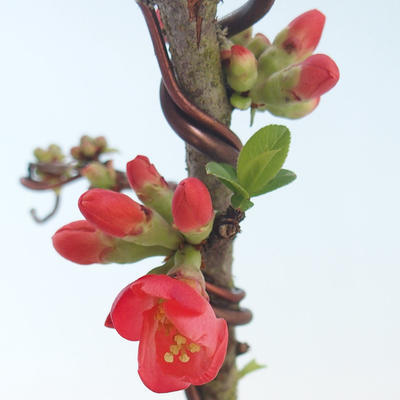 Outdoor bonsai - Chaenomeles spec. Rubra - Quince VB2020-142 - 1