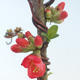 Outdoor bonsai - Chaenomeles spec. Rubra - Quince VB2020-142 - 1/3