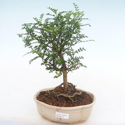 Indoor bonsai - Zantoxylum piperitum - Pepper tree PB220143 - 1