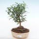 Indoor bonsai - Zantoxylum piperitum - Pepper tree PB220143 - 1/4