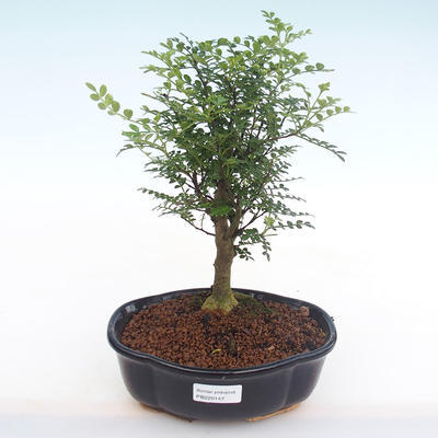 Indoor bonsai - Zantoxylum piperitum - Pepper tree PB220147 - 1