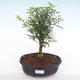 Indoor bonsai - Zantoxylum piperitum - Pepper tree PB220147 - 1/4
